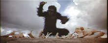 ape - 2001: A Space Odyssey (Stanley Kubrick) ©1968 MGM